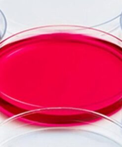 Đĩa Petri nhựa 90x15mm LPR90158 LabPRO
